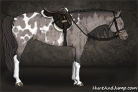 Horse Color:Platinum Brown Dun Appaloosa 