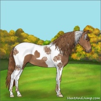 Horse Color:Chestnut Tobiano