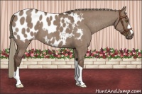 Horse Color:Liver Red Dun Appaloosa Brindle