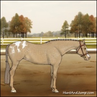 Horse Color:Chocolate Palomino Dun Mushroom Appaloosa Brindle 