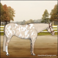 Horse Color:Red Dun Mushroom Appaloosa Brindle 