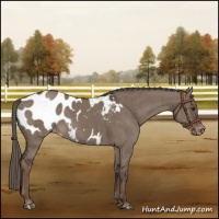 Horse Color:Liver Red Dun Mushroom Appaloosa Brindle