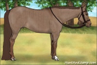 Horse Color:Liver Red Dun Brindle