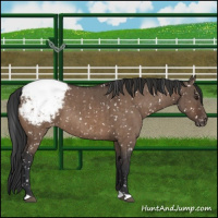 Horse Color:Brown Dun Appaloosa Brindle 