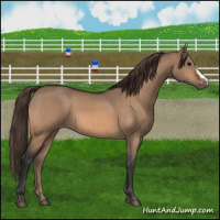 Horse Color:Bay Dun Varnish Brindle