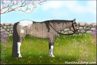Horse Color:Brown Dun Appaloosa 