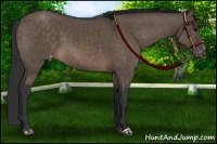 Horse Color:Brown Dun Appaloosa Brindle 