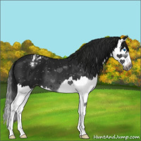 Horse Color:Gray Black Splash Appaloosa