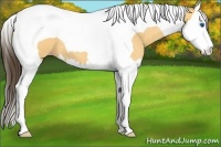 Horse Color:Amber Cream Champagne Roan Splash Tobiano