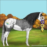 Horse Color:Blue Roan Splash Appaloosa 