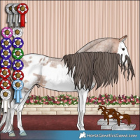 Horse Color:Bay Roan Splash Frame Appaloosa 
