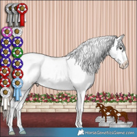 Horse Color:Bay Roan Splash Frame Appaloosa 