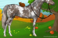 Horse Color:White Spotted Silver Grullo 