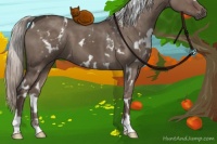Horse Color:White Spotted Silver Grullo 