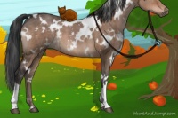 Horse Color:White Spotted Brown Dun 