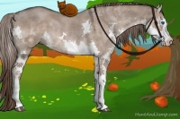 Horse Color:Liver Red Dun Sabino Splash 