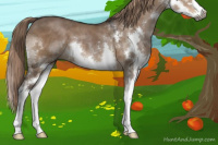 Horse Color:Gray Liver Red Dun Sabino Splash 