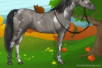 Horse Color:White Spotted Grullo Ice 