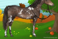 Horse Color:White Spotted Liver Chestnut