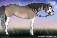 Horse Color:Brown Dun Splash