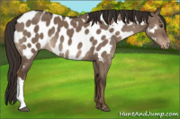 Horse Color:Liver Red Dun Appaloosa Brindle 