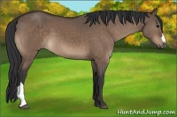 Horse Color:Brown Dun Brindle 