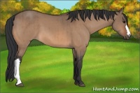 Horse Color:Bay Dun Brindle