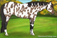 Horse Color:Brown Dun Appaloosa Brindle 