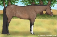 Horse Color:Brown Dun Varnish Brindle 