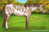 Horse Color:Red Dun Near Leopard Brindle 