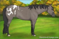 Horse Color:Grullo Appaloosa Brindle 