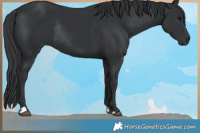 Horse Color:Black Rabicano 