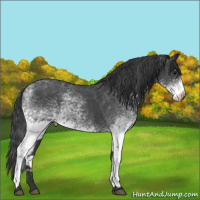 Horse Color:White Spotted Blue Roan Rabicano  and White Spotted Blue Roan Rabicano 