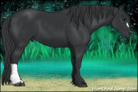 Horse Color:Black 