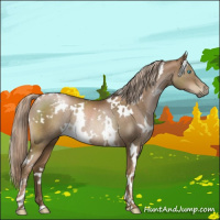 Horse Color:Gray White Spotted Chocolate Palomino Pearl Rabicano 