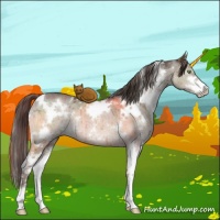 Horse Color:White Spotted Liver Red Dun Ice Sabino Brindle 
