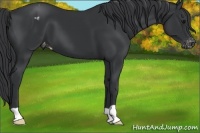 Horse Color:Black Appaloosa