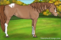 Horse Color:Chestnut Appaloosa