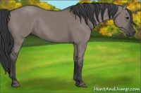 Horse Color:Grullo