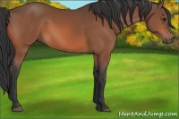 Horse Color:Brown 