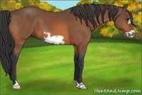 Horse Color:Bay Frame