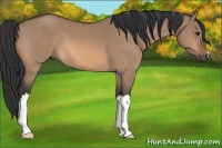 Horse Color:Bay Dun