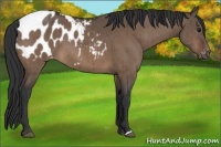 Horse Color:Brown Dun Blanket Brindle 