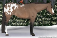 Horse Color:Brown Dun Appaloosa Brindle 