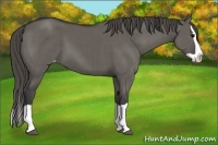 Horse Color:Grullo Splash Varnish Brindle