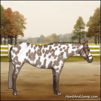 Horse Color:Liver Red Dun Mushroom Near Leopard Brindle 