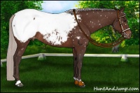 Horse Color:Silver Bay Appaloosa Rabicano