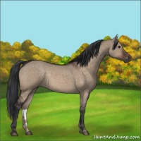 Horse Color:Brown Dun 