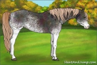 Horse Color:White Spotted Midnight Chestnut Ice 