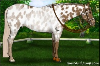 Horse Color:Chocolate Palomino Near Leopard 